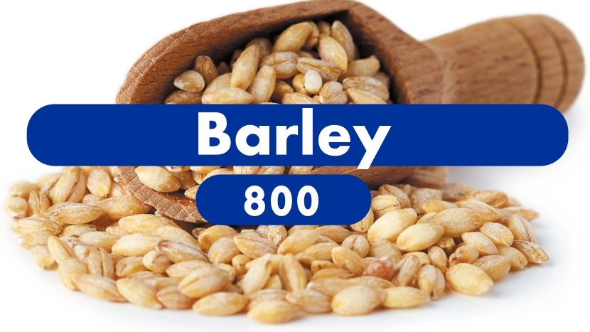 Barley